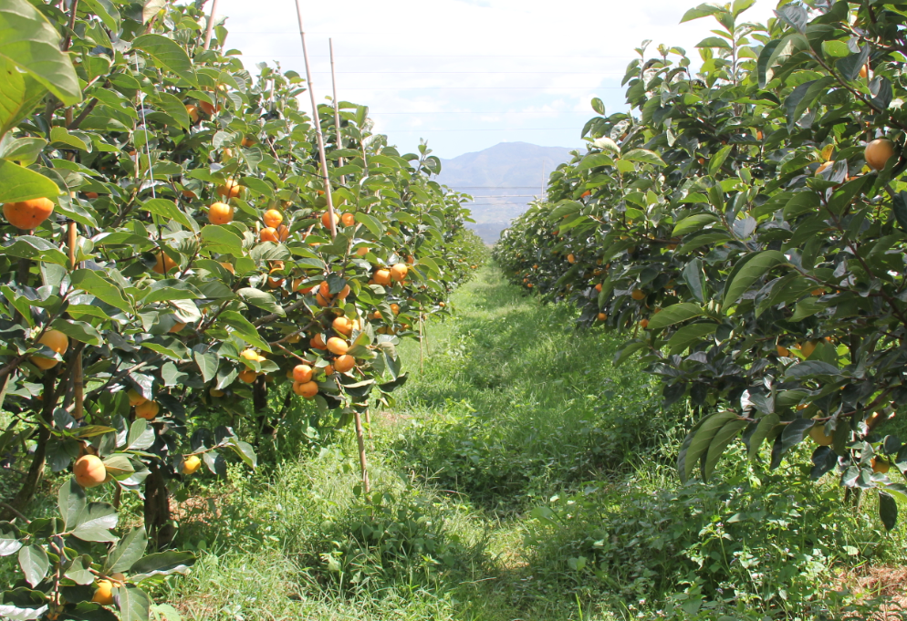 浙江省主要经济林树种生态高效栽培技术之柿篇