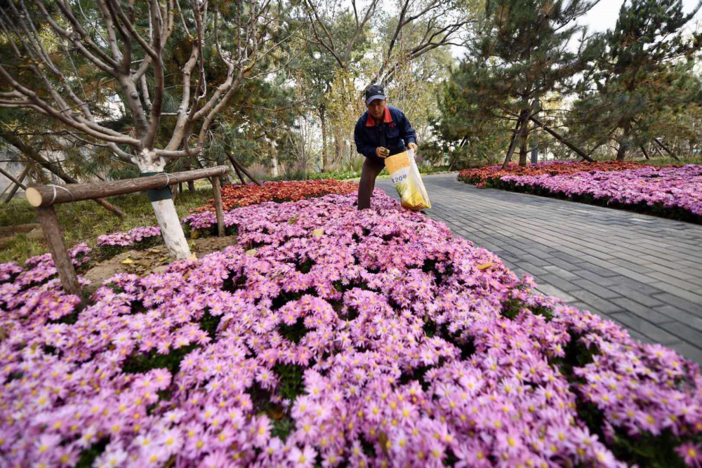 东城区|曾是核心区规模最大简易楼，今重拾天坛外坛自然野趣
