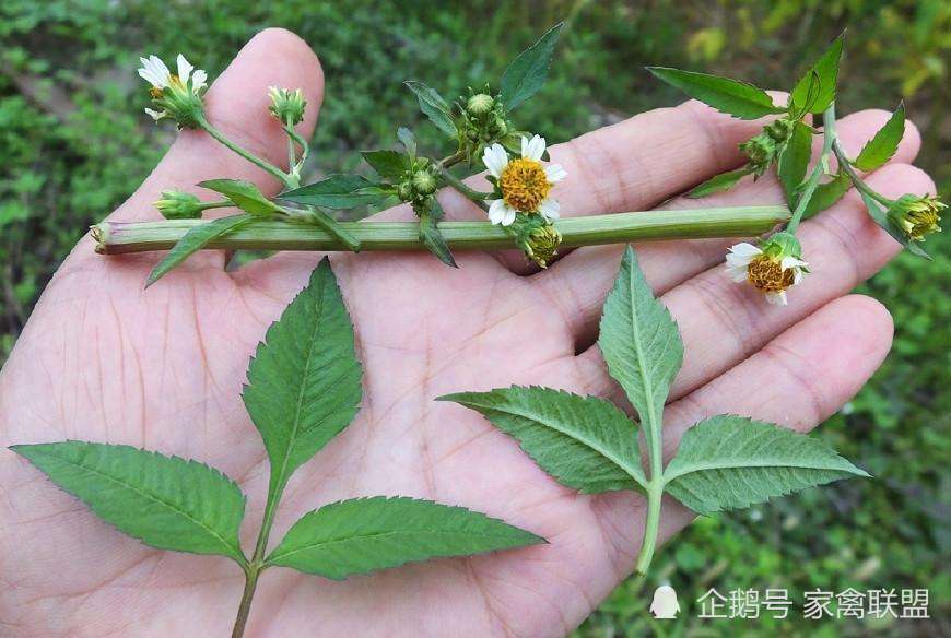 农村养鹅巧用这种豆渣草鹅一生不得鹅瘟