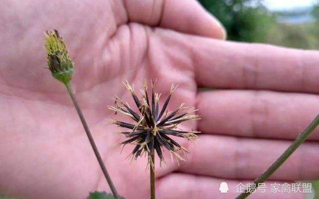 农村养鹅巧用这种豆渣草鹅一生不得鹅瘟
