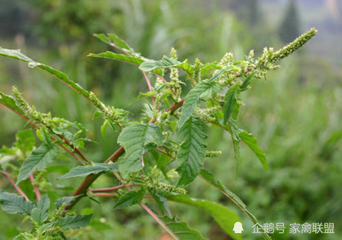 农村养鹅巧用这种豆渣草鹅一生不得鹅瘟