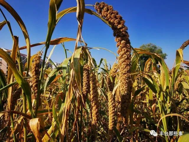 谷子|金黄的谷穗、火红的高粱，丰台这里的谷子开始收割啦