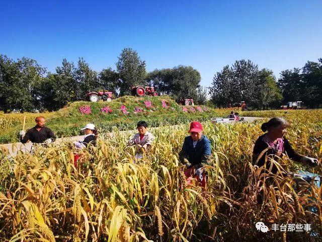 谷子|金黄的谷穗、火红的高粱，丰台这里的谷子开始收割啦