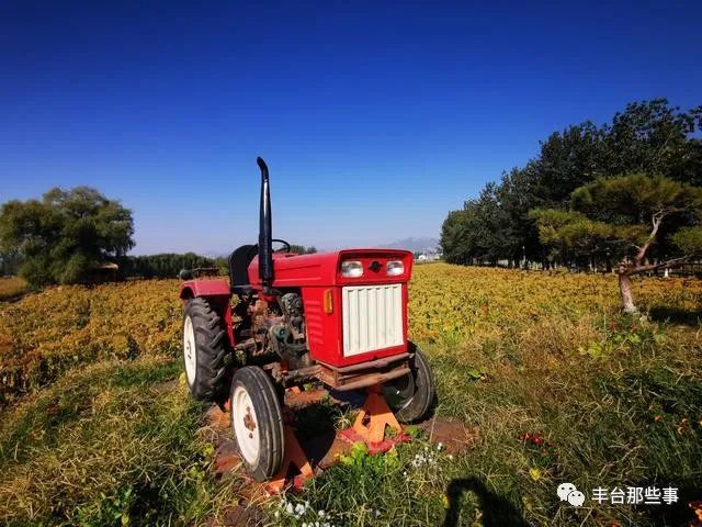 谷子|金黄的谷穗、火红的高粱，丰台这里的谷子开始收割啦