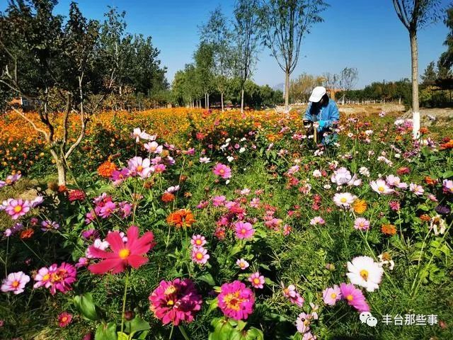 谷子|金黄的谷穗、火红的高粱，丰台这里的谷子开始收割啦