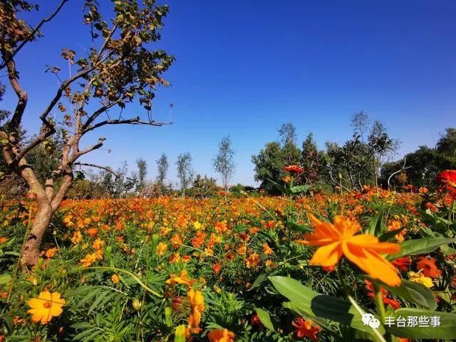 谷子|金黄的谷穗、火红的高粱，丰台这里的谷子开始收割啦