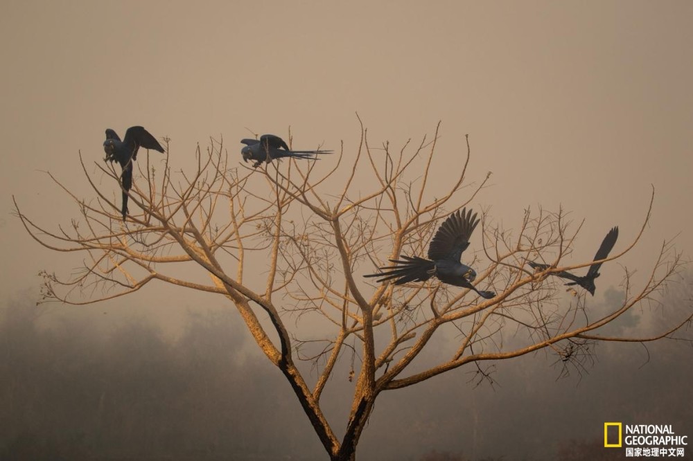 潘塔纳尔湿地|志愿者在行动：野火后拯救动物刻不容缓