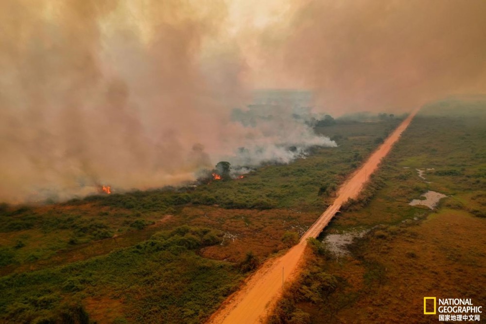 潘塔纳尔湿地|志愿者在行动：野火后拯救动物刻不容缓