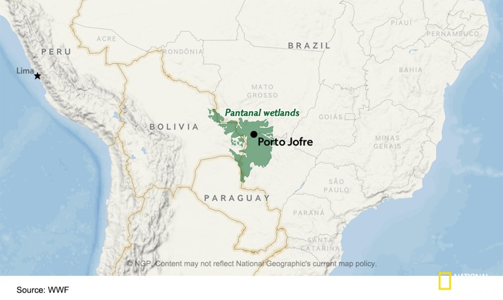 潘塔纳尔湿地|志愿者在行动：野火后拯救动物刻不容缓