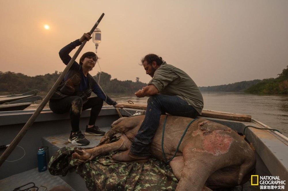 潘塔纳尔湿地|志愿者在行动：野火后拯救动物刻不容缓