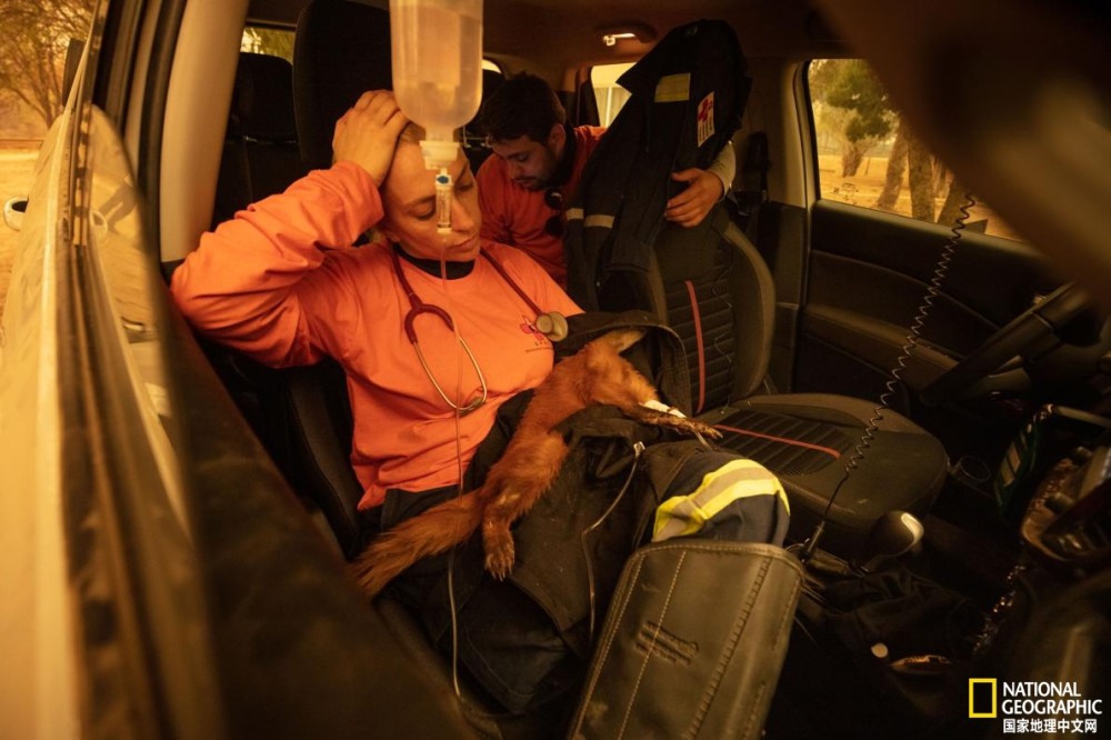 潘塔纳尔湿地|志愿者在行动：野火后拯救动物刻不容缓