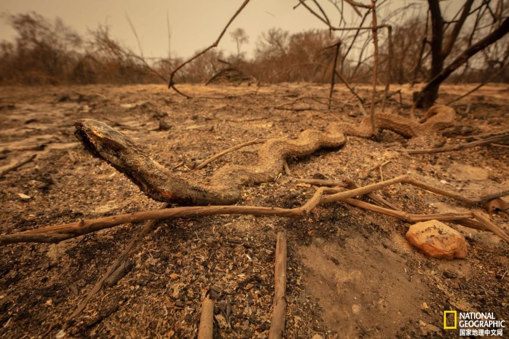 潘塔纳尔湿地|志愿者在行动：野火后拯救动物刻不容缓