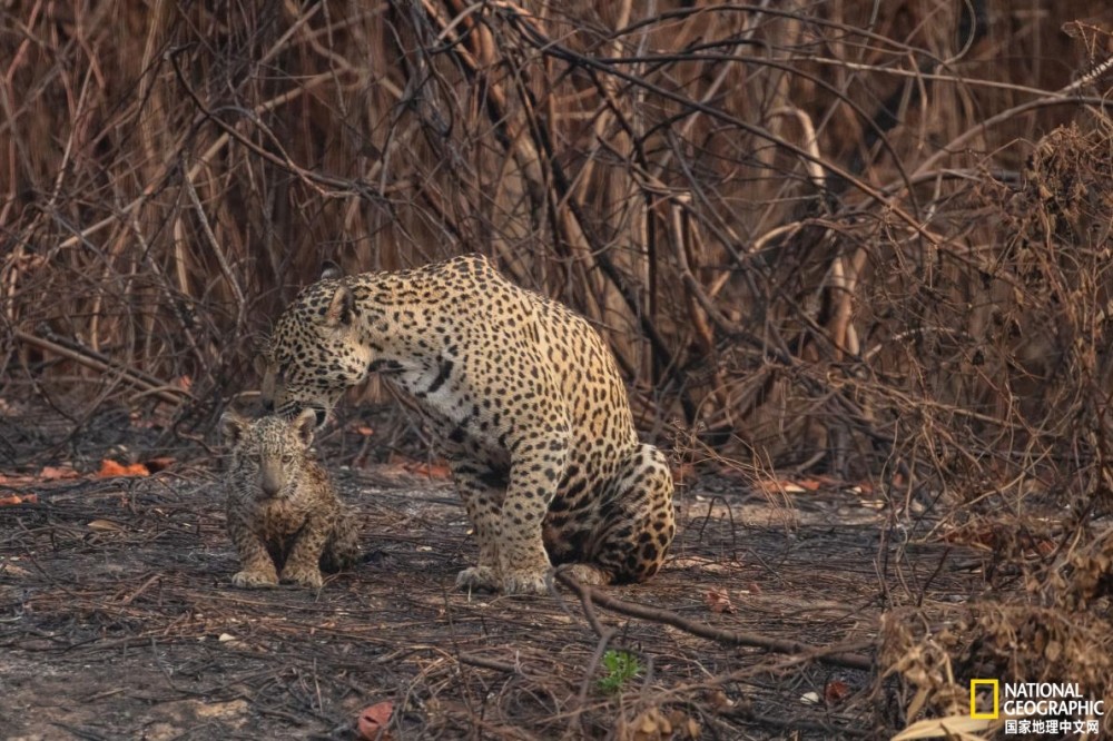 潘塔纳尔湿地|志愿者在行动：野火后拯救动物刻不容缓