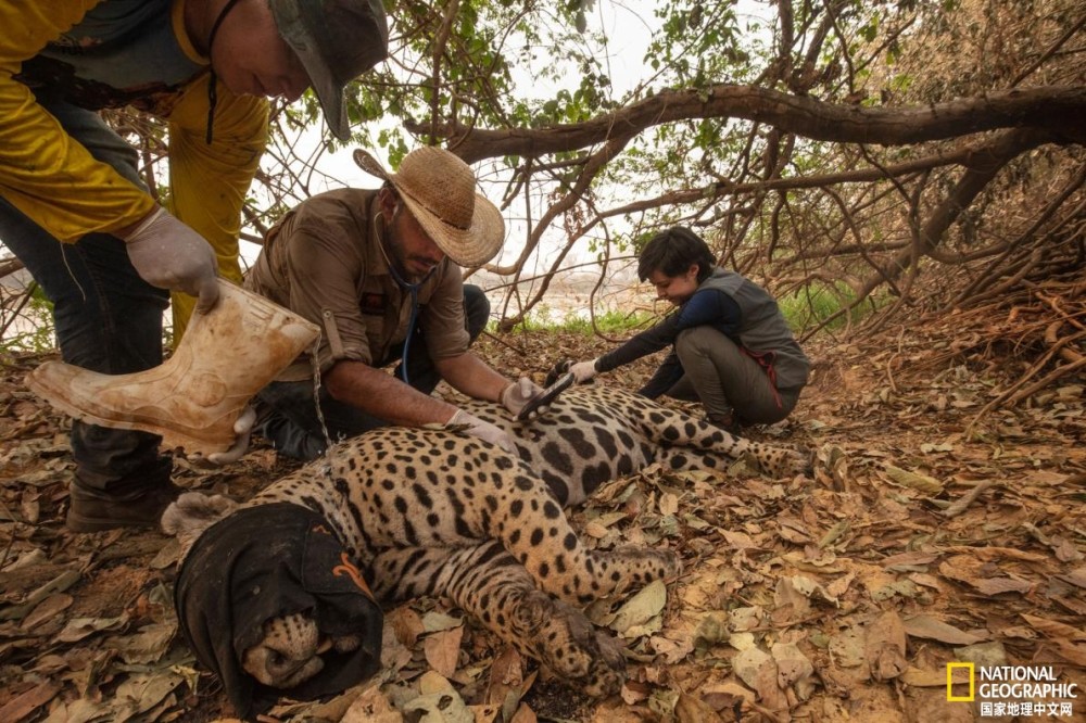 潘塔纳尔湿地|志愿者在行动：野火后拯救动物刻不容缓