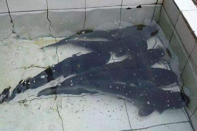 三种"最脏"的鱼,含有超多寄生虫,很多人并不知,还经常买来吃