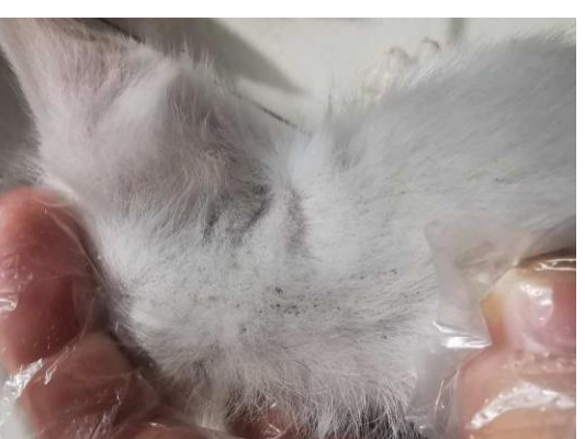 医生在猫皮肤上发现小黑点会是跳蚤的粪便吗