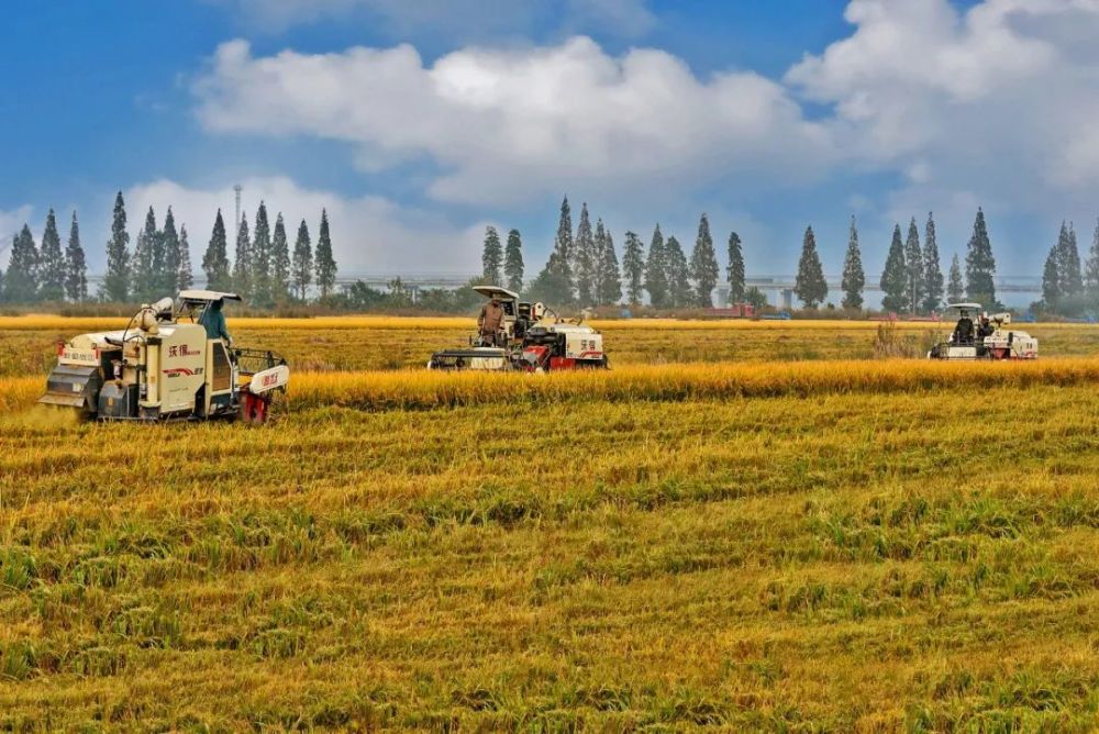 淮南稻田丰收美景别错过_腾讯新闻