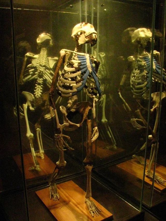 馆(national museum)珍藏着350万年前人类祖先"露西"(lucy)原人的化石