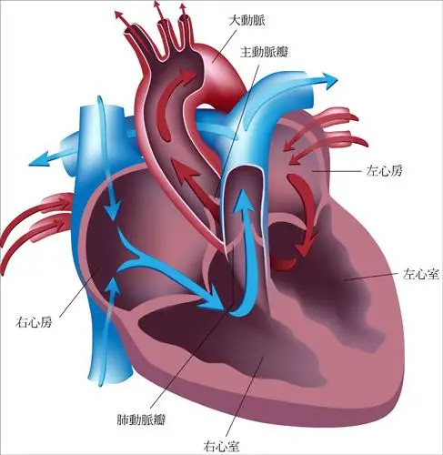 心衰,全稱心功能衰竭.是由許多因素引起的心臟射血功