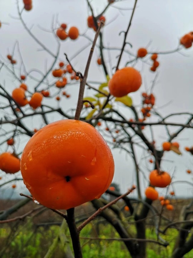 哇哦恭城红岩村柿子熟了