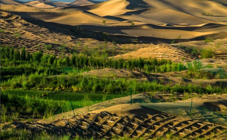 毛乌素沙漠|中国一沙漠8成变绿洲，老外直呼奇迹，但有谁注意到动物的变化
