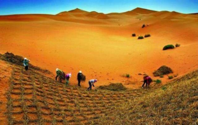 毛乌素沙漠|中国一沙漠8成变绿洲，老外直呼奇迹，但有谁注意到动物的变化