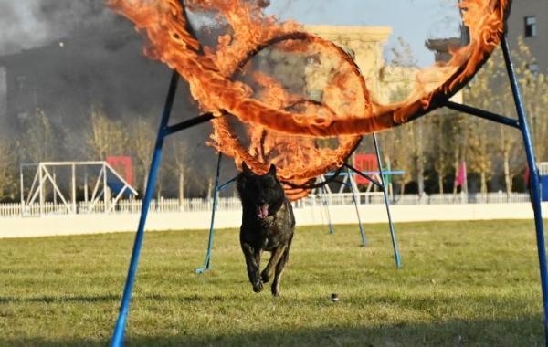 警犬跳跃火圈.新华社发 刘松 摄