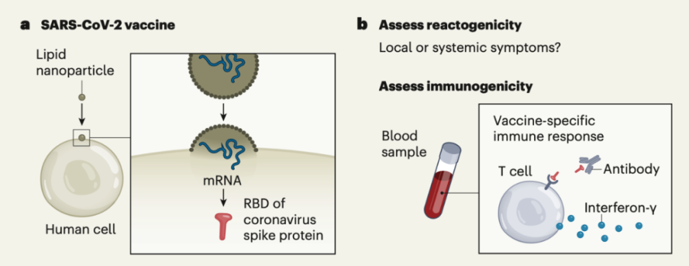 人类免疫缺陷病毒|“最大浪潮”即将来临，新冠疫苗或增加HIV易感性