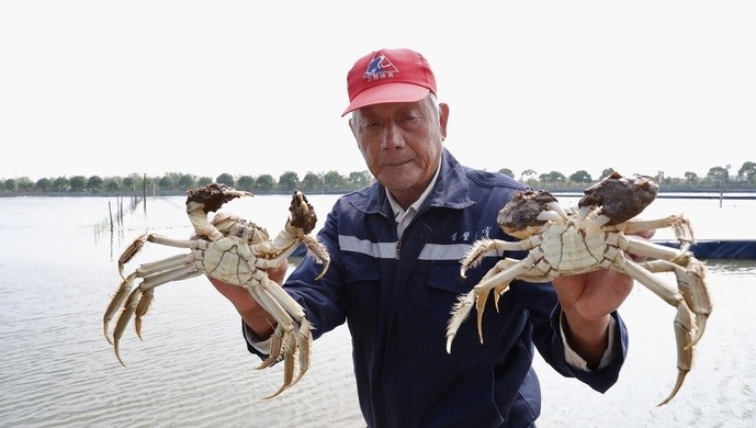 崇明区|崇明清水蟹开捕，今年个头更大、味道更美、产品更多