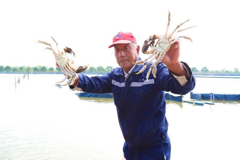 崇明区|崇明清水蟹开捕，今年个头更大、味道更美、产品更多