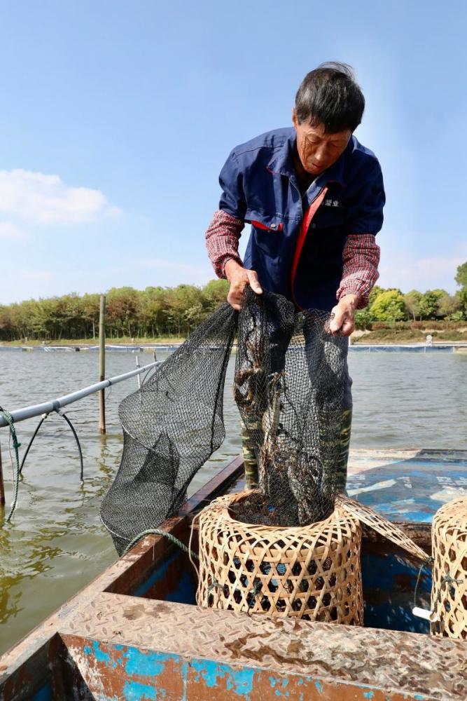 崇明区|崇明清水蟹开捕，今年个头更大、味道更美、产品更多