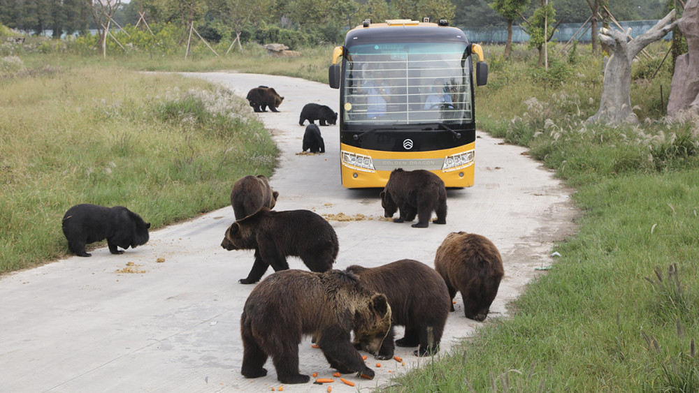 上海野生动物园饲养员被熊群拖走游客亲眼看到被围撕没办法