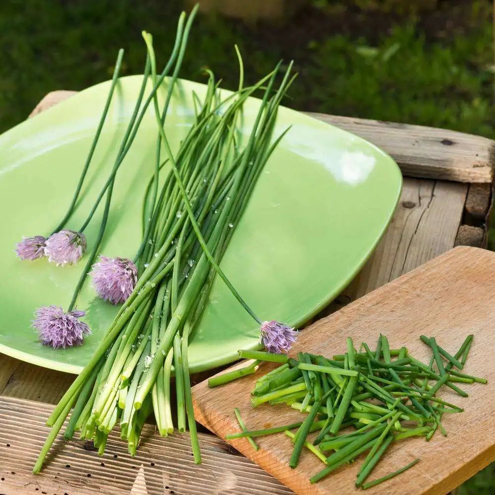 分享细香葱收获不断的秘诀,每隔2～3年就要进行一次分株!