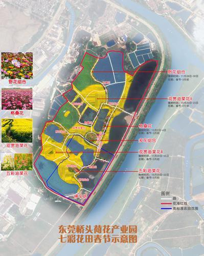 "春赏菜花,夏赏荷"已经成为东莞市桥头镇最响亮的旅游文化名片.