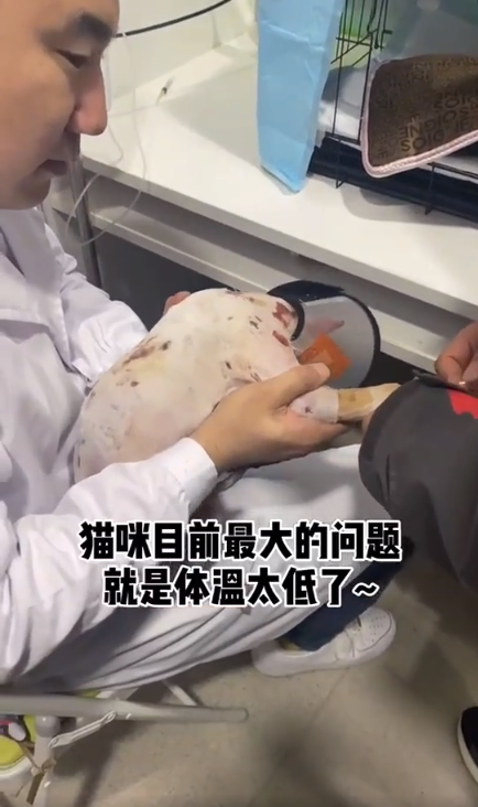 男子开水烫怀孕猫致4胎过世路人怒将其曝光烫猫原因一言难尽