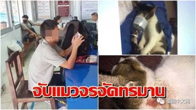 中国男子在泰国因虐待猫被逮捕，结果被判6个月有期徒刑泰国_社会甲米 