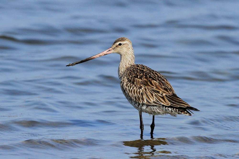 斑尾塍鹬|传说中的无脚鸟？历时11天，它不间断飞行12200千米，横跨太平洋