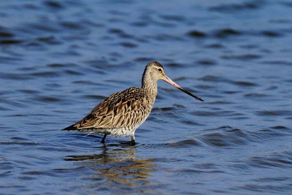 斑尾塍鹬|传说中的无脚鸟？历时11天，它不间断飞行12200千米，横跨太平洋