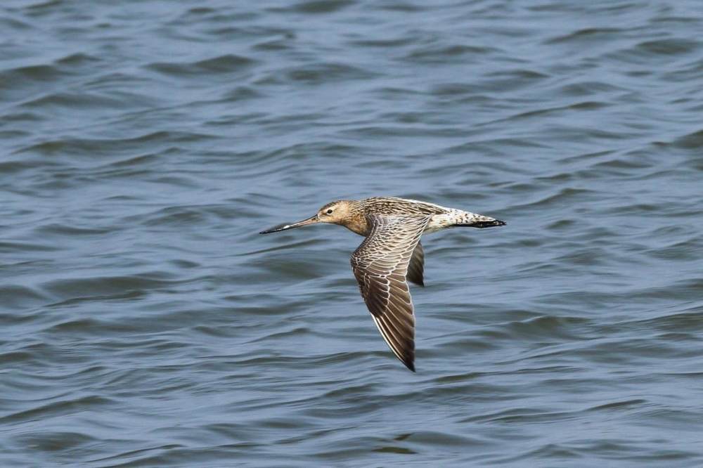 斑尾塍鹬|传说中的无脚鸟？历时11天，它不间断飞行12200千米，横跨太平洋