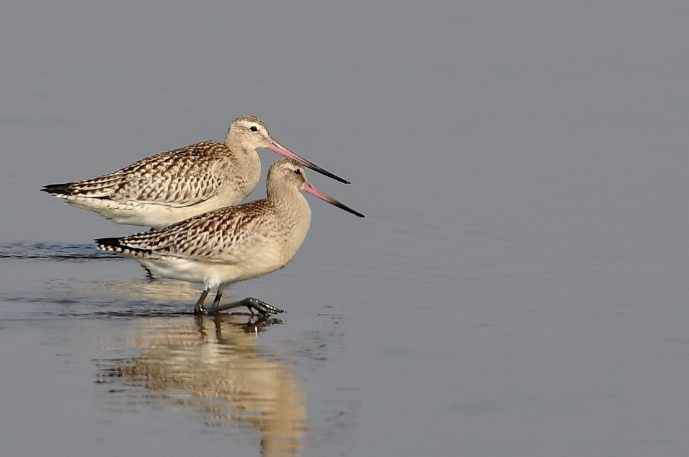 斑尾塍鹬|传说中的无脚鸟？历时11天，它不间断飞行12200千米，横跨太平洋