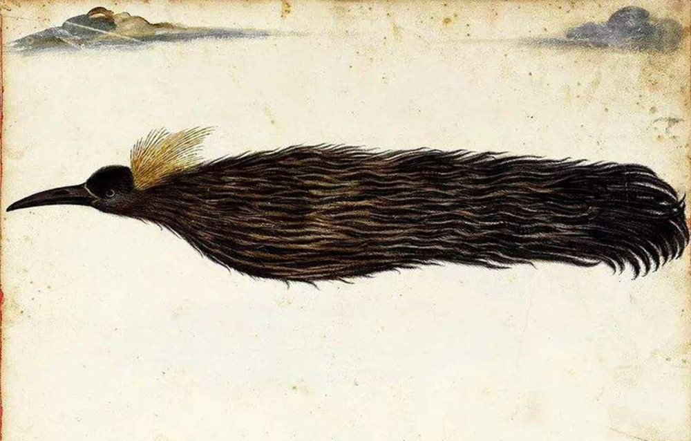 斑尾塍鹬|传说中的无脚鸟？历时11天，它不间断飞行12200千米，横跨太平洋