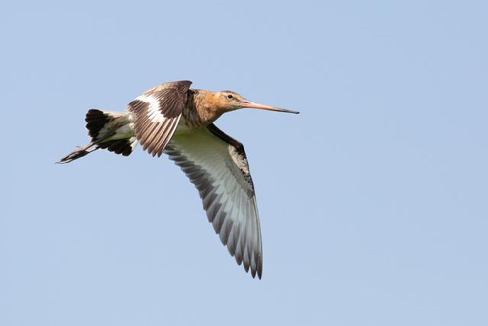 斑尾塍鹬|传说中的无脚鸟？历时11天，它不间断飞行12200千米，横跨太平洋
