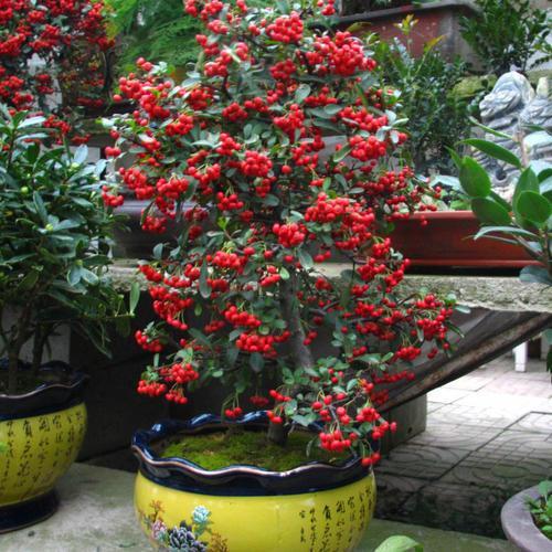 从前山野里的火珍珠树如今真火了成盆景不比金弹子差