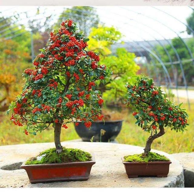 从前山野里的火珍珠树如今真火了成盆景不比金弹子差