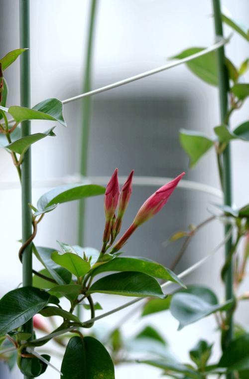 简直就是开花小神奇,爱攀爬的双腺藤,实在是太棒了