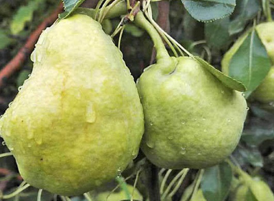 怎么长得这么丑!这可是香甜香甜的新疆八角梨啊!_腾讯新闻