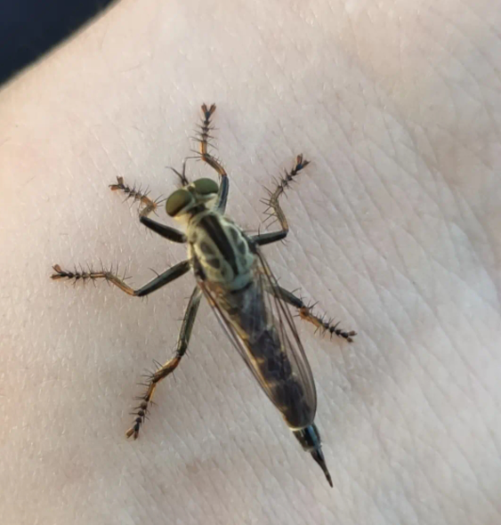 这是苍蝇变异了吗弱弱问一下被叮一口不会去见专业团队吧哈哈哈