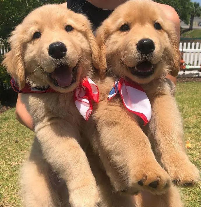 同时养了两只小金毛,而它们长大后的这一幕,真的超级暖!