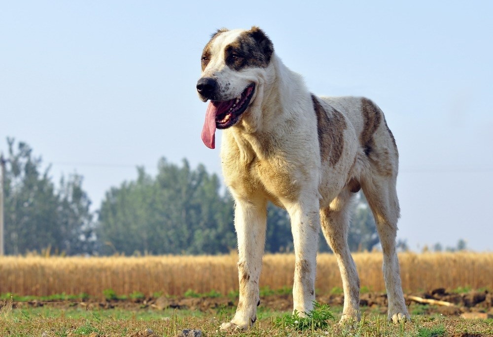 中亞兩大猛犬坎高犬和中亞牧羊犬誰是你心中的王者