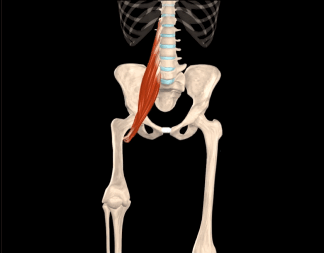 【干货】腰大肌的功能解剖动图|腰大肌|腰椎|脊柱|肌肉